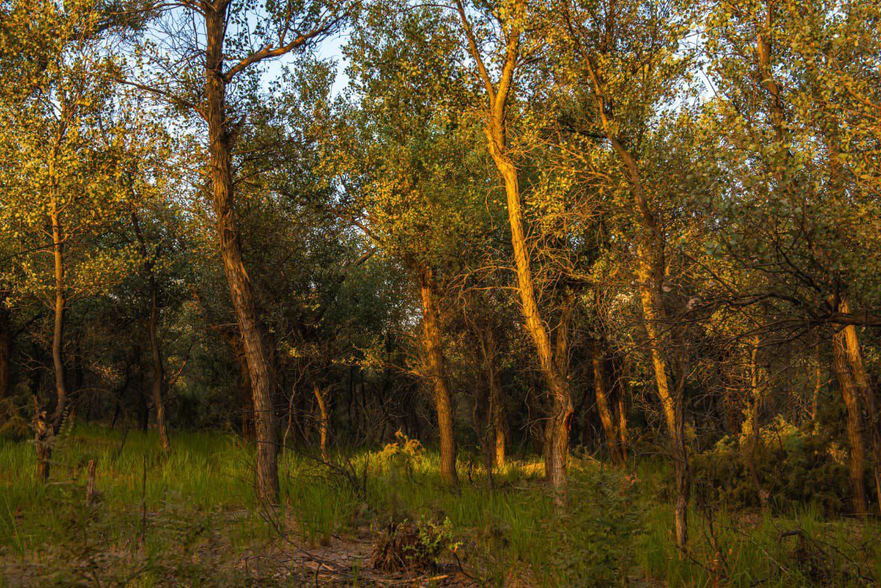 Preservation Of Unique Tugai Jungle In The Tigrovaya Balka Nature